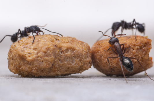 Expert Pest Control Gull Lake Image